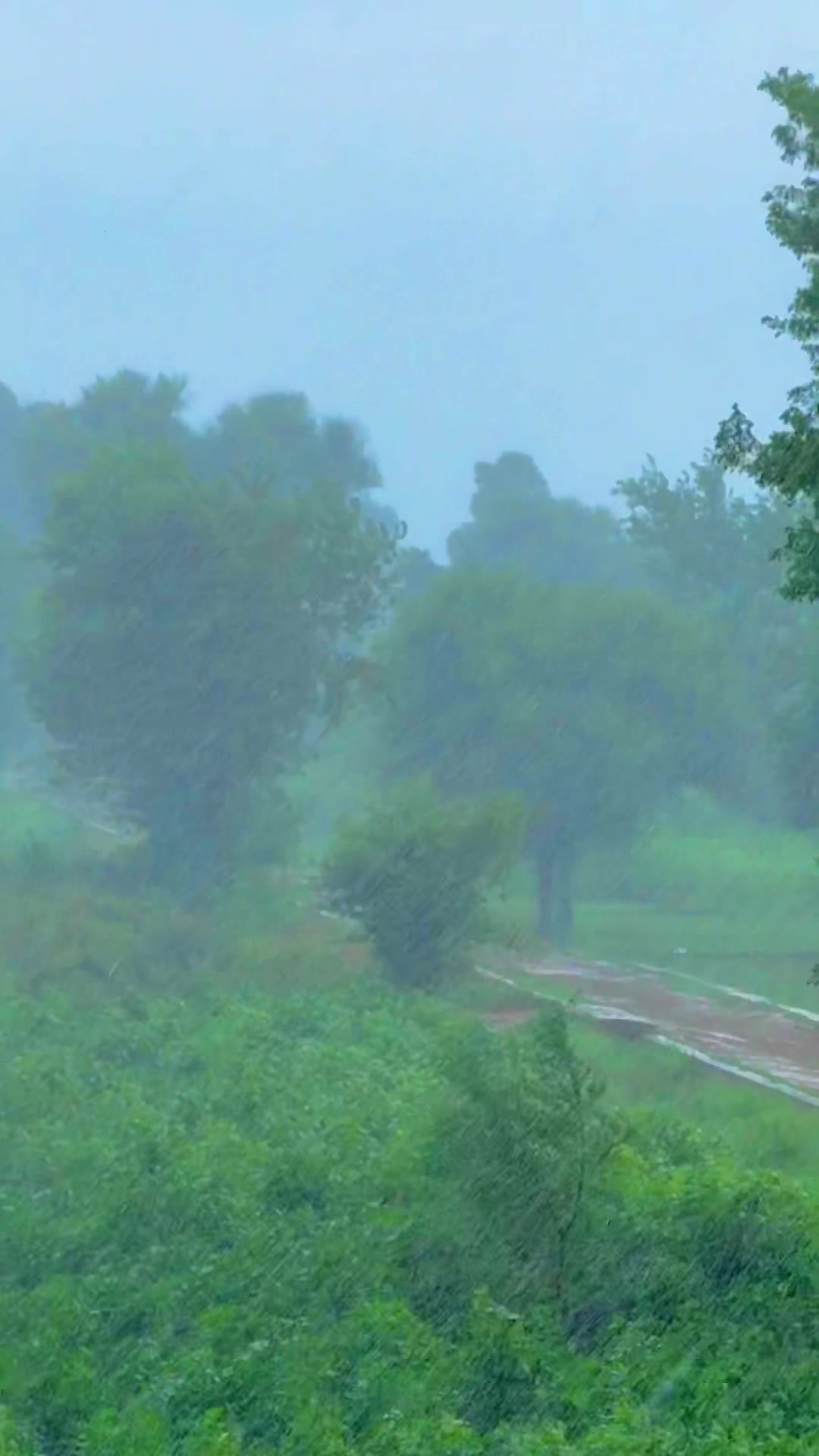 @سوہنا پنجاب🌾🫀