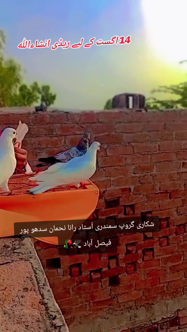 @Dangiya🐍 shikari🕊 gujjar 🦅