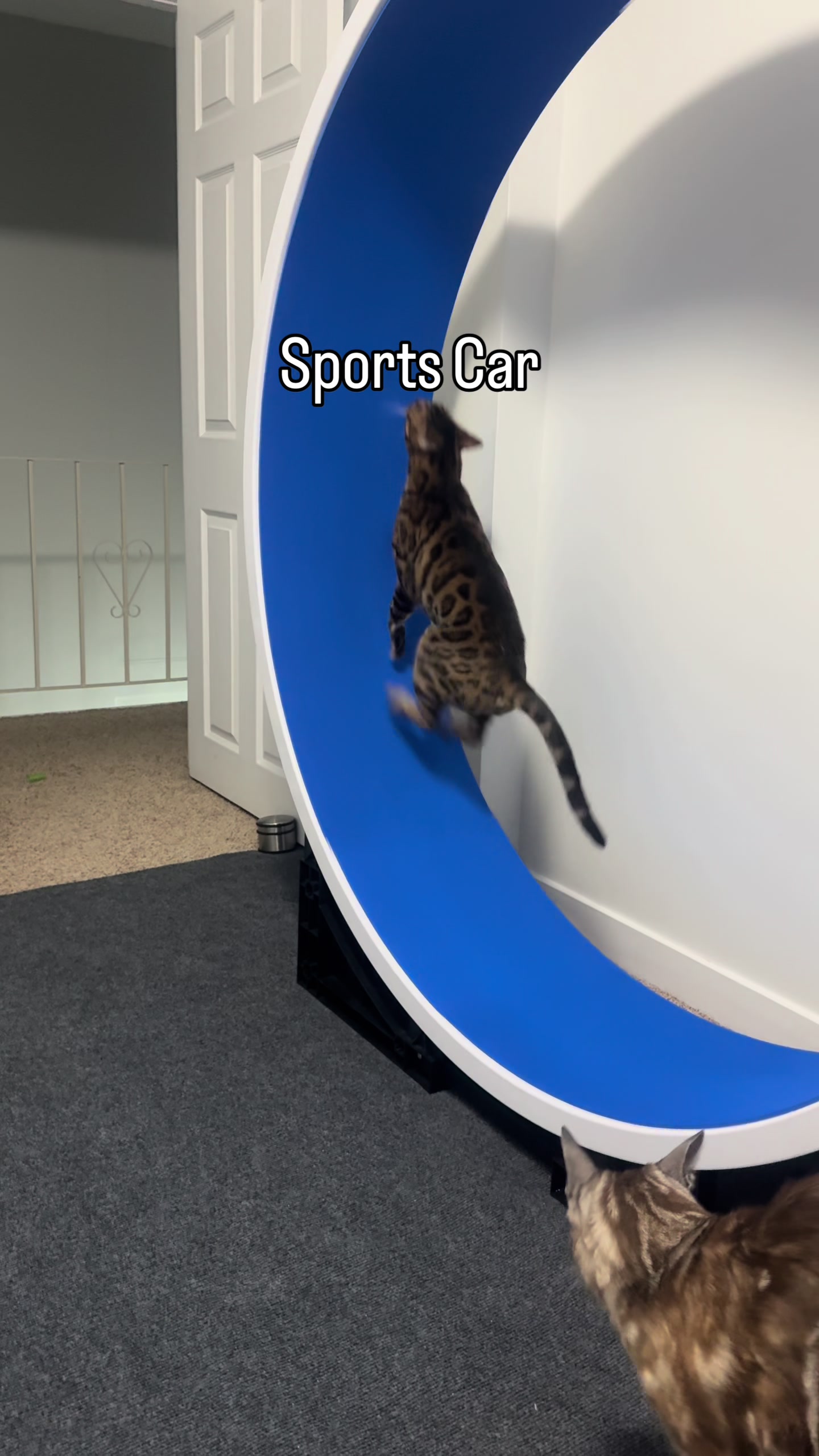 @Three Nawty Cats