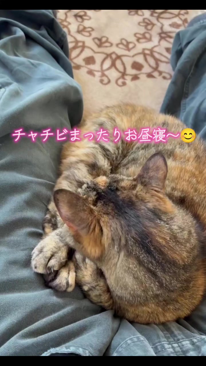 @ANIMAL♡M