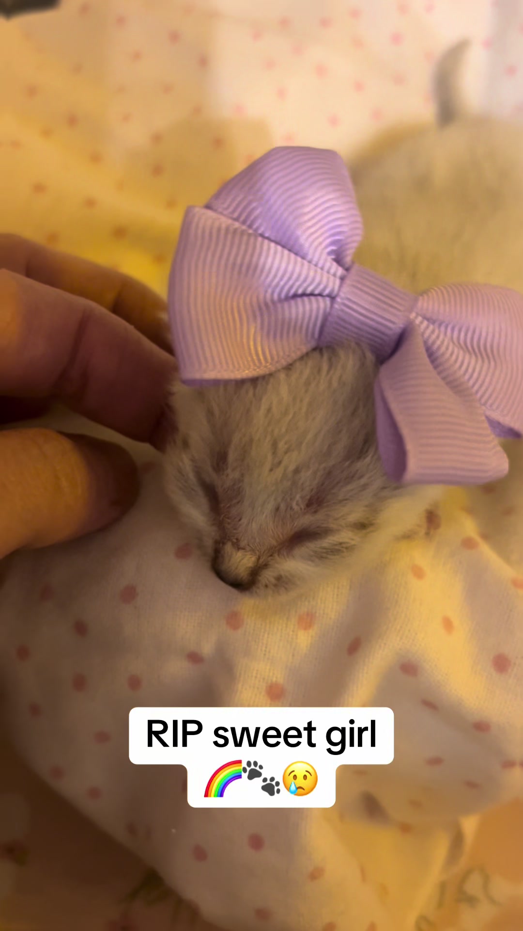 @Kitten.mama