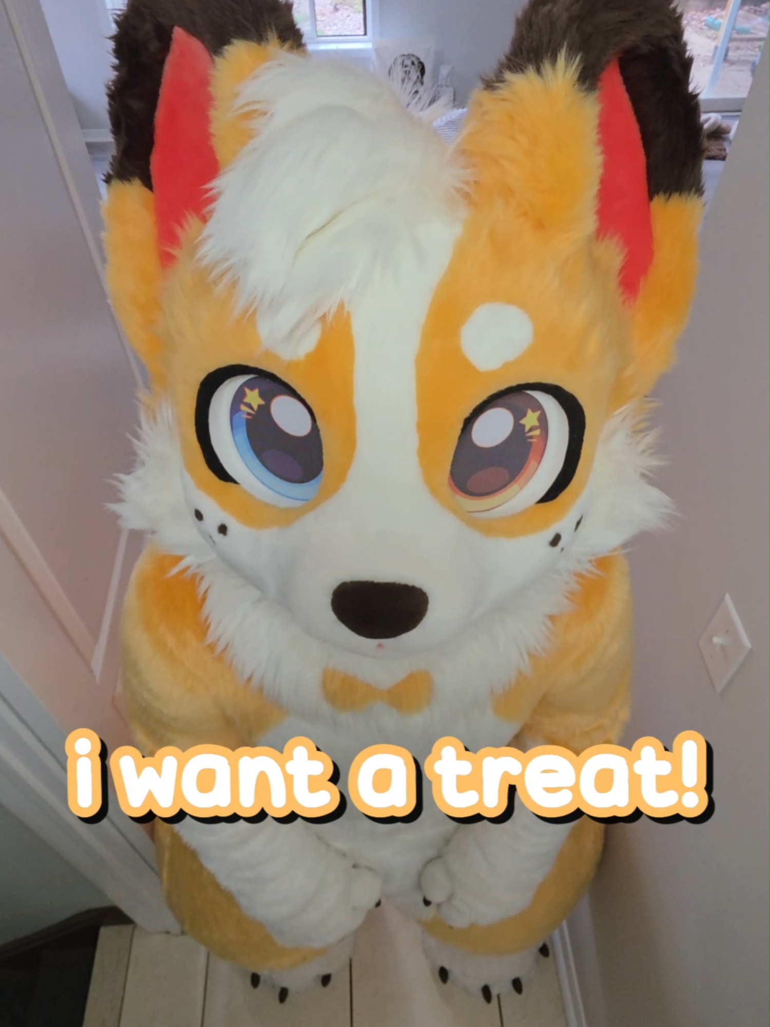 @Corgi