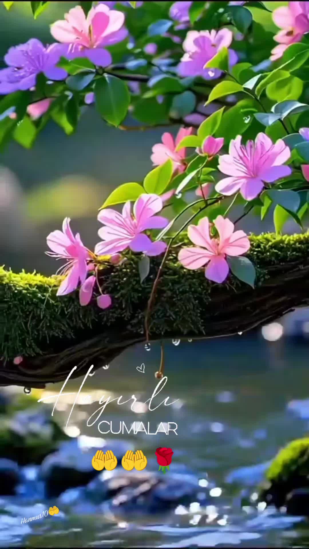 @๐ฆ Hanife ๐