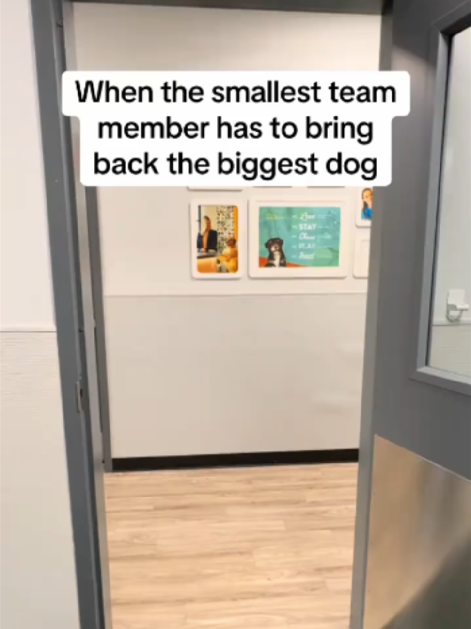 @Dogtopia