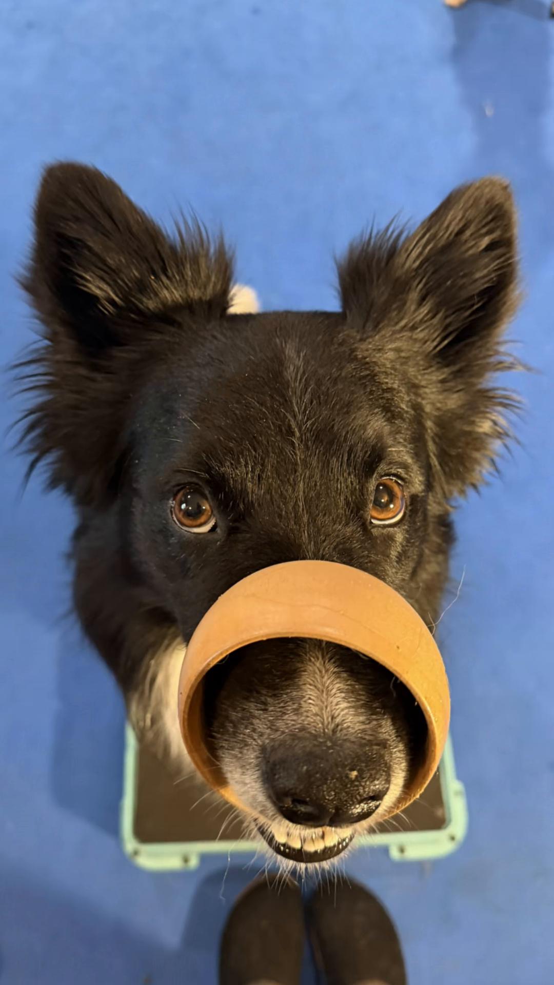 @Laura Waudby - Dog Sports