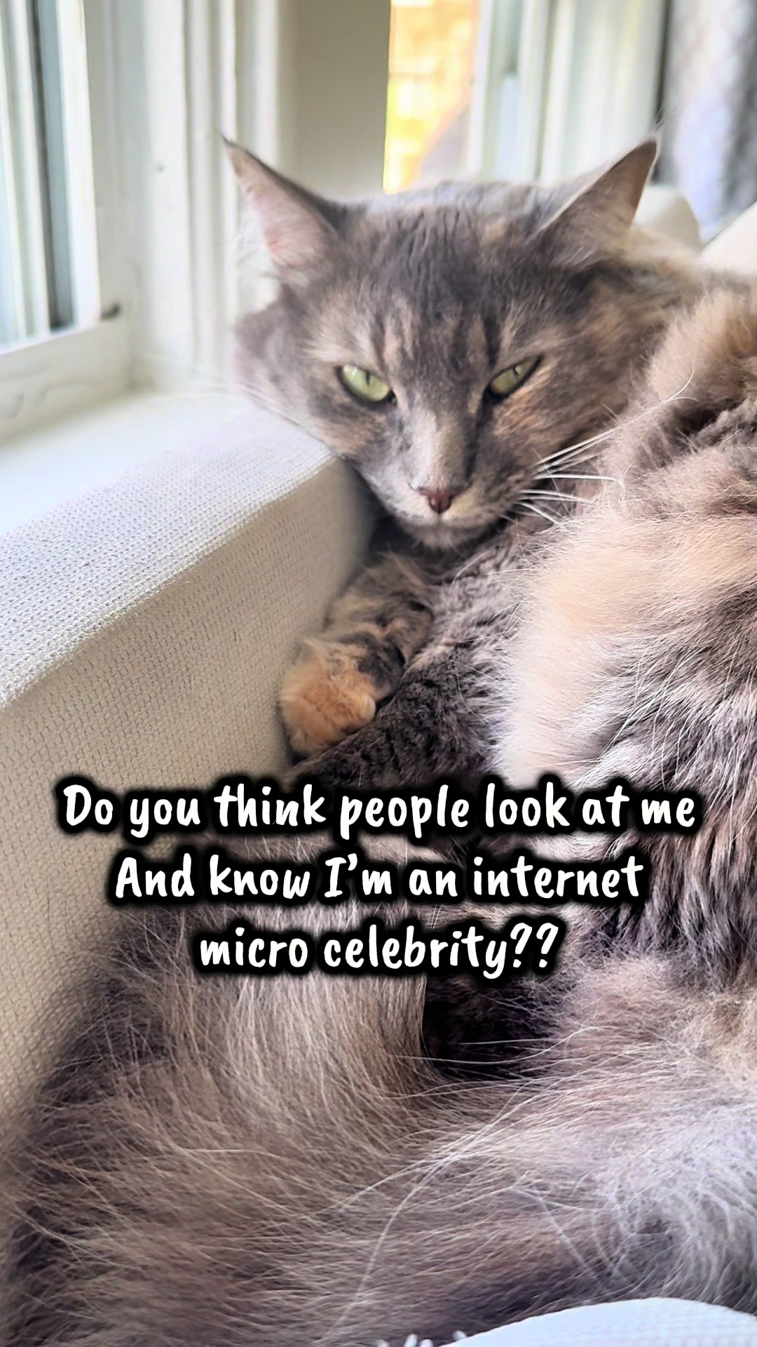 @TailsandWhiskersCo