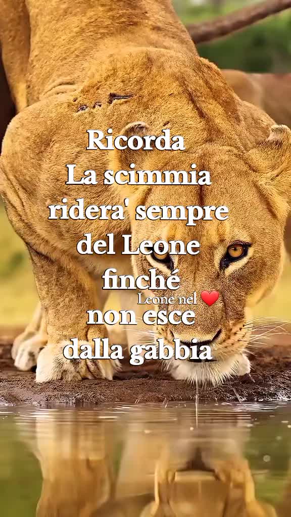 @leone nel ❤