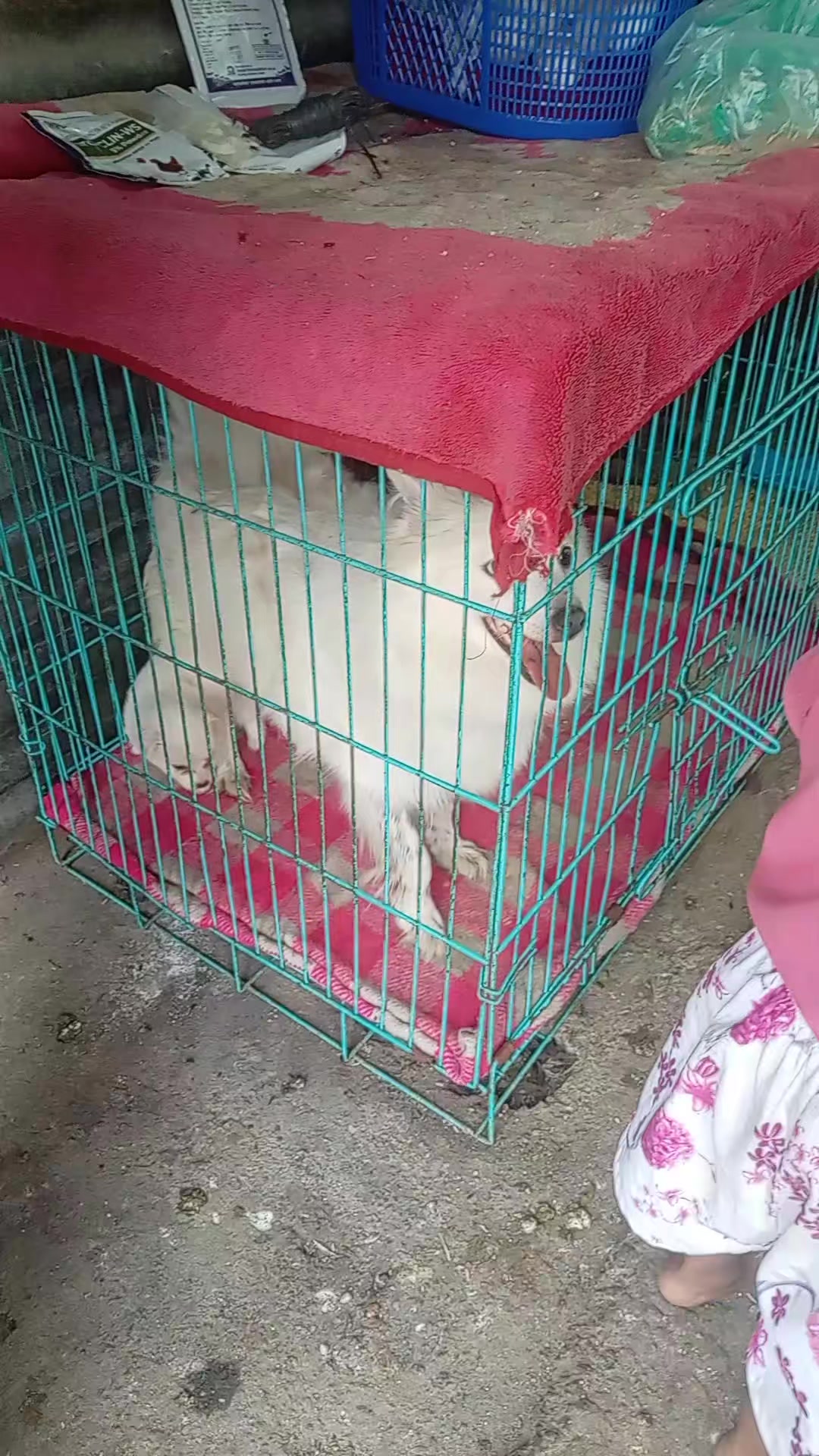 @Dream pet shop & pet solution