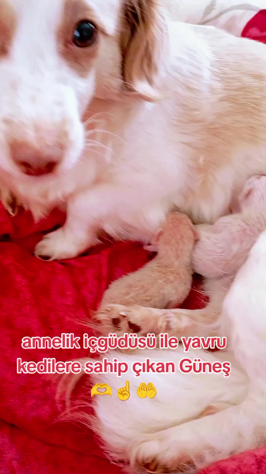 @&ccedil;amur
