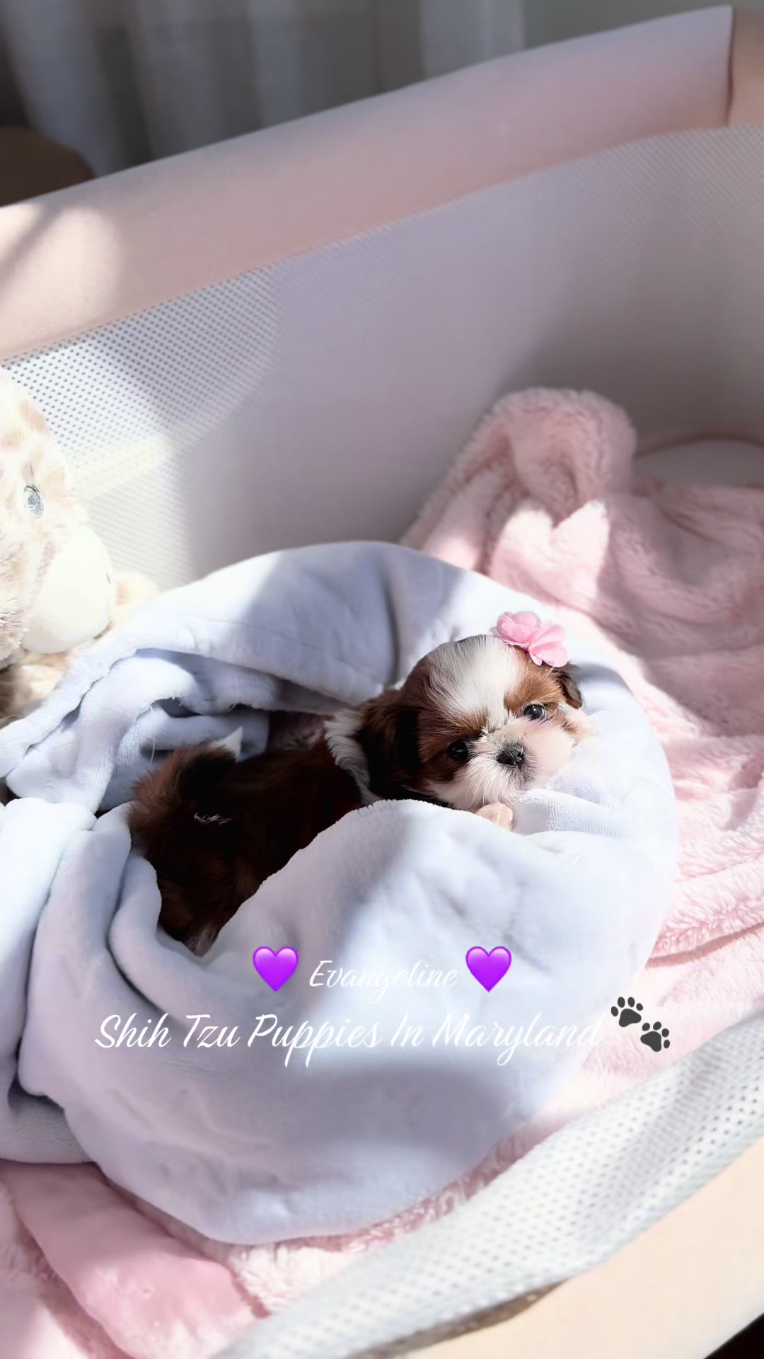 @Shih Tzu Puppies in Maryland