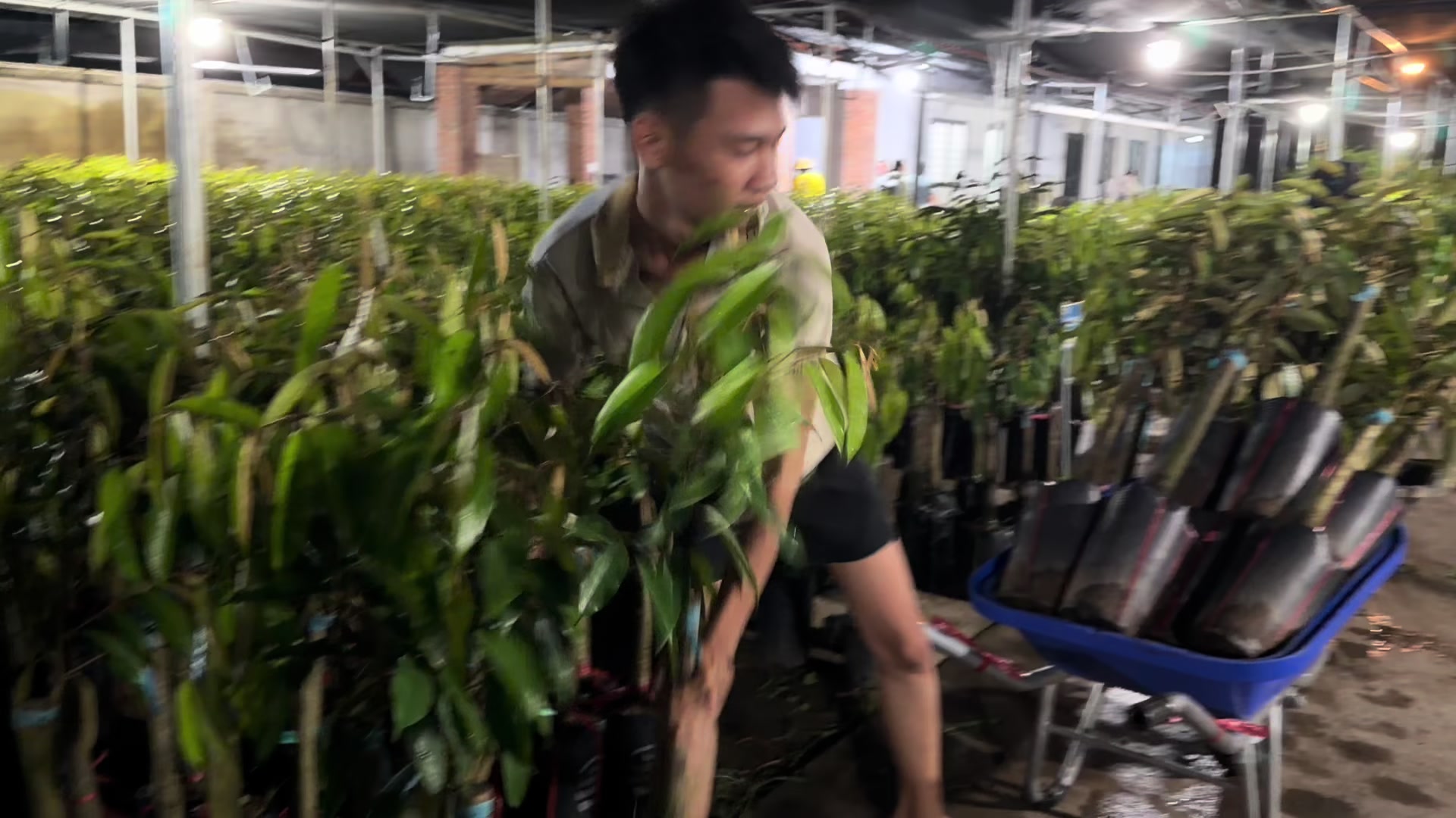 @Hùng Chương STCG Welofarm