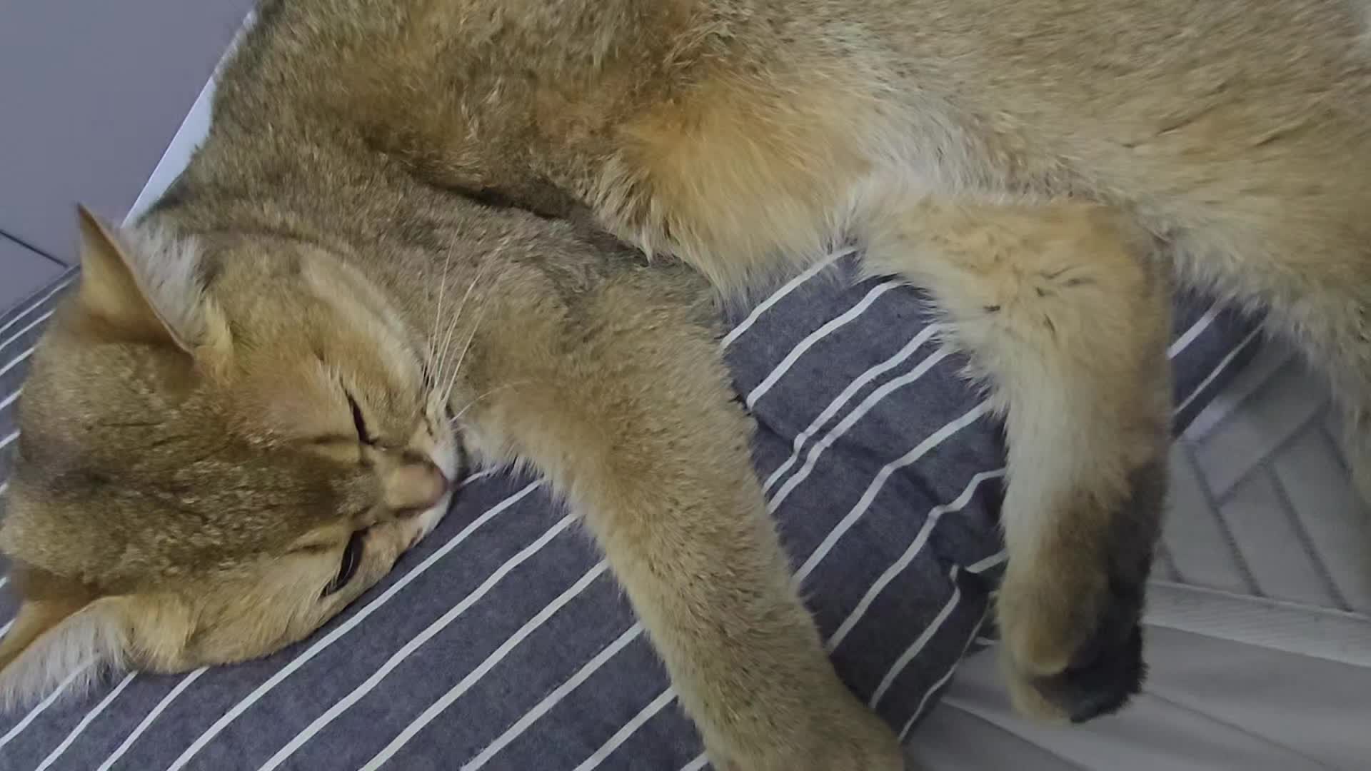 @고양이 형아