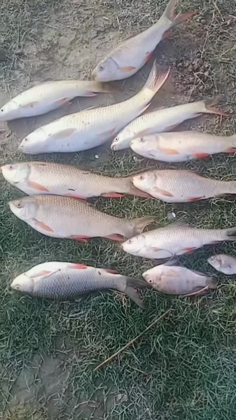 @Musa 2566