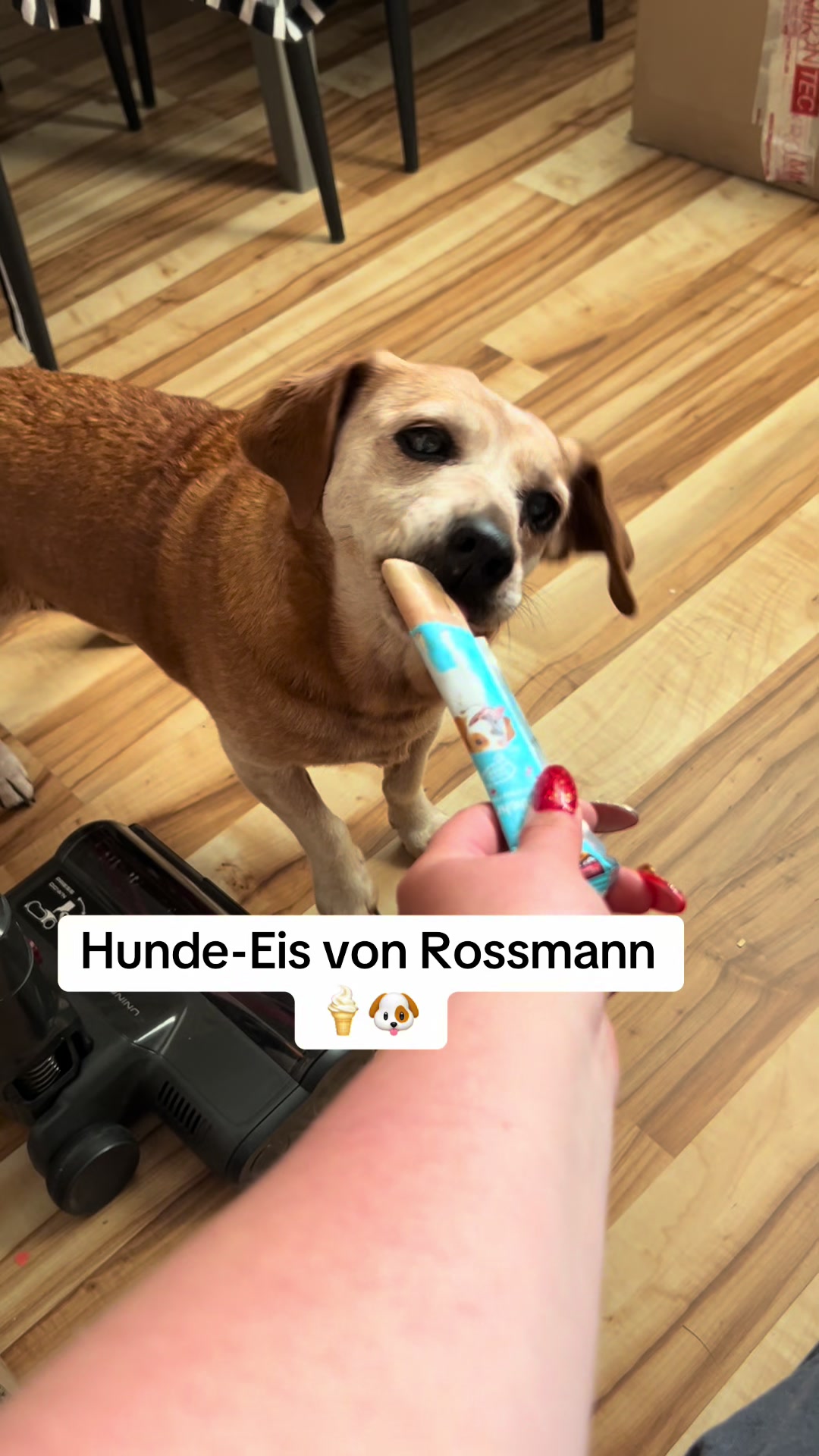 @Die Mit Dem Dackel Tanzt