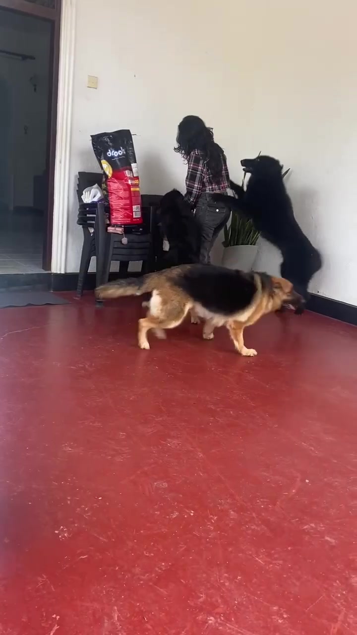 @Rover & Murphy & Bruno ❤️