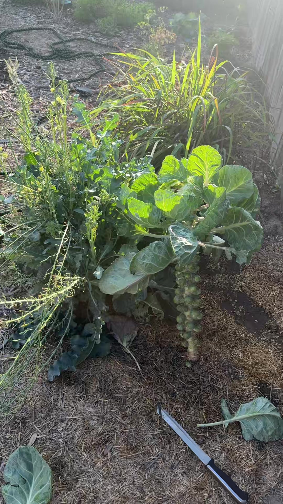 @themagicvalleygardener