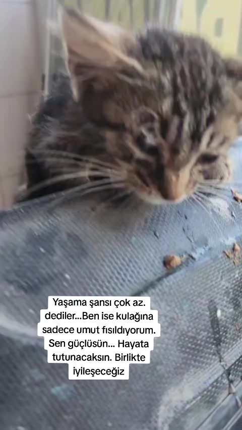 @Sezer Ana
