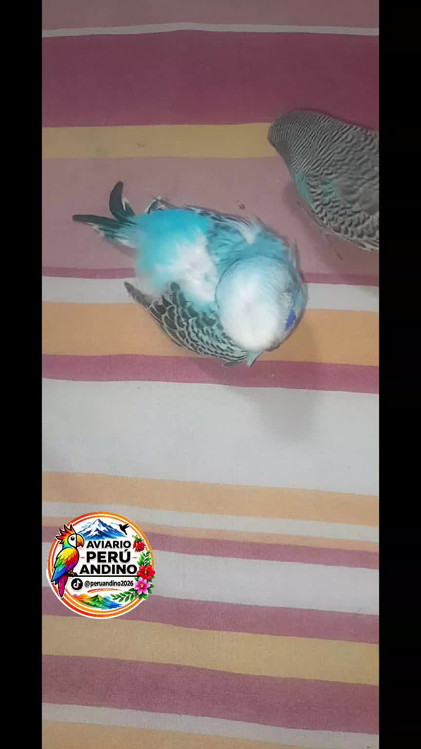 @rhiana tu charapita🏳️🌈