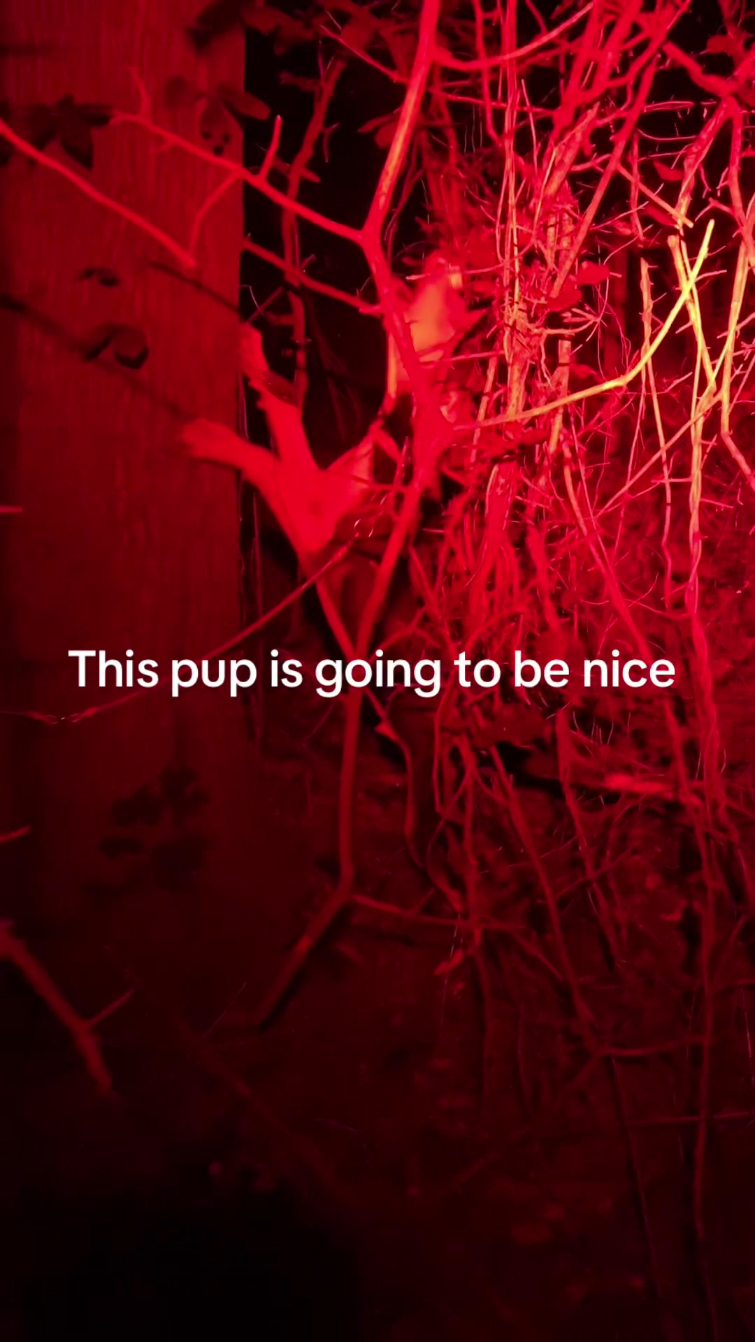 @Burkes kennel