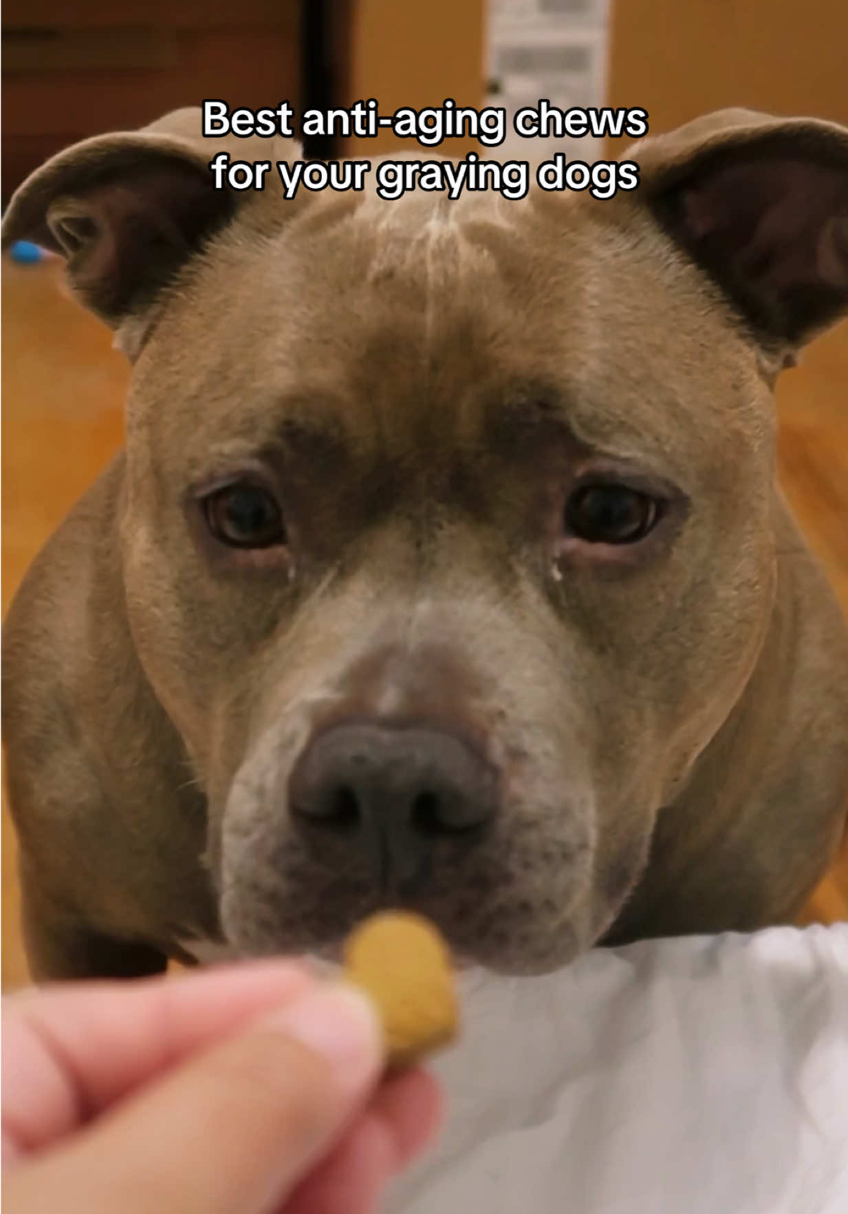 @IG: @lou.the.bully