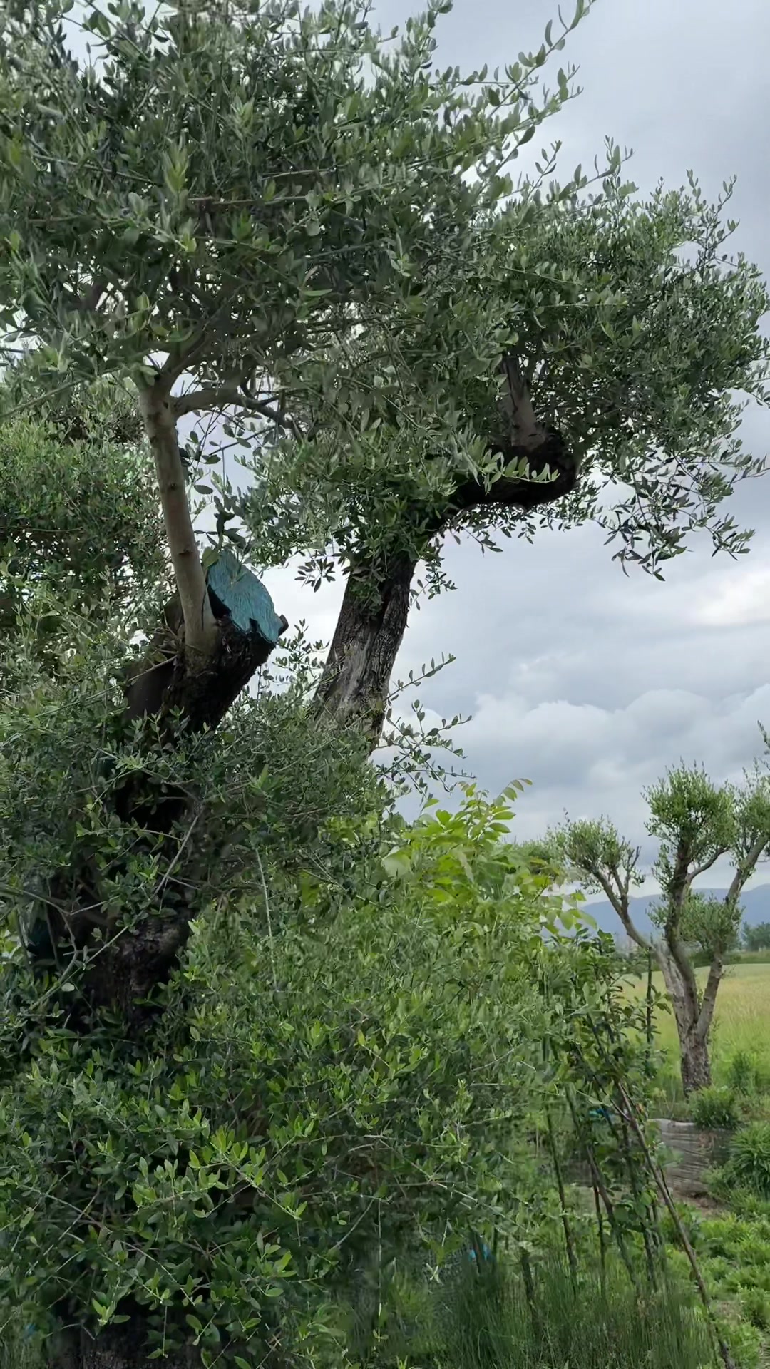 @antongjuraj