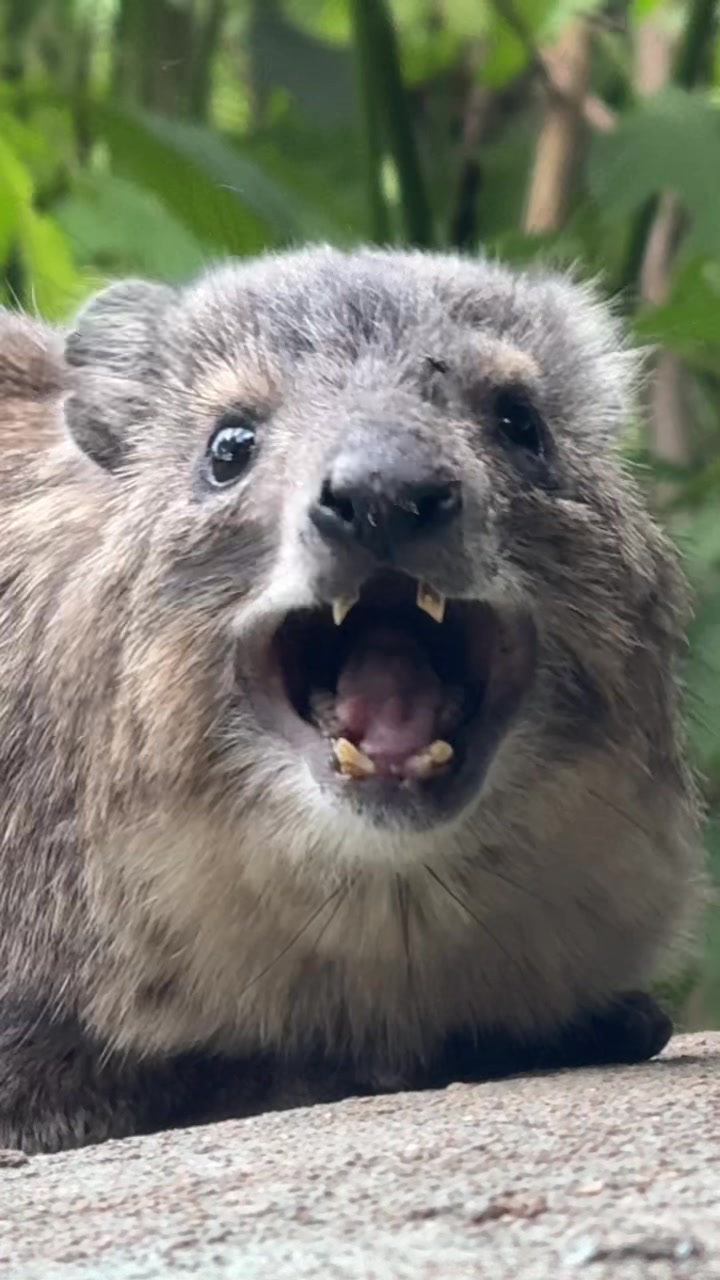 @squiggythehyrax