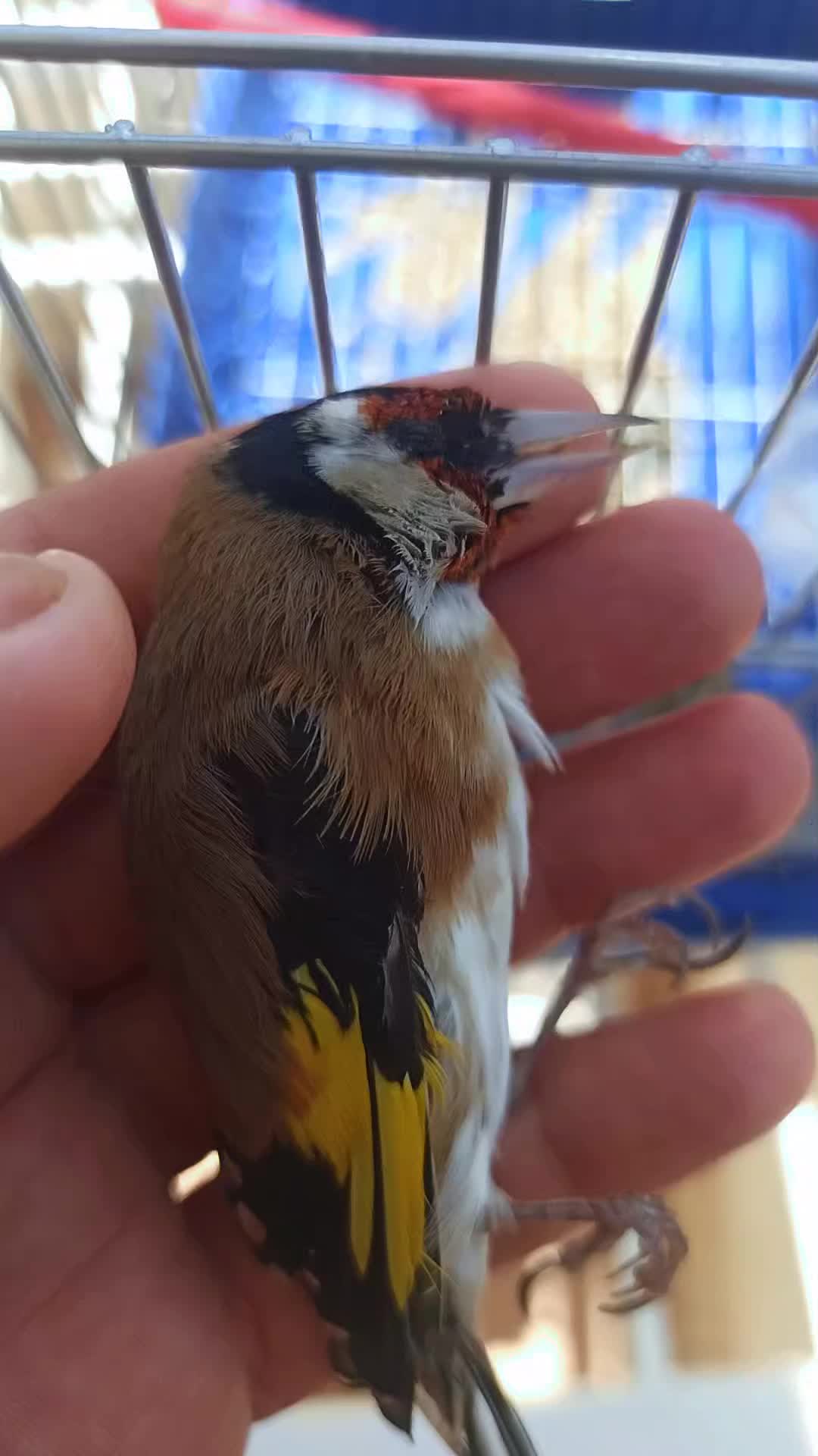 @قائد السرب