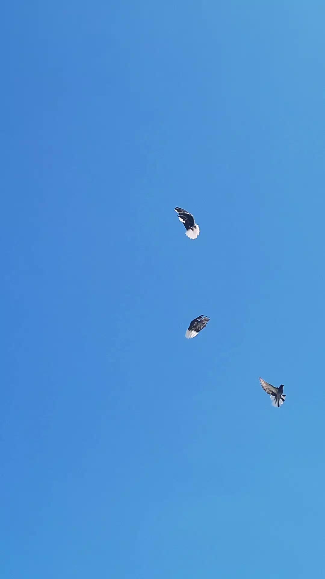 @Pigeons Tv