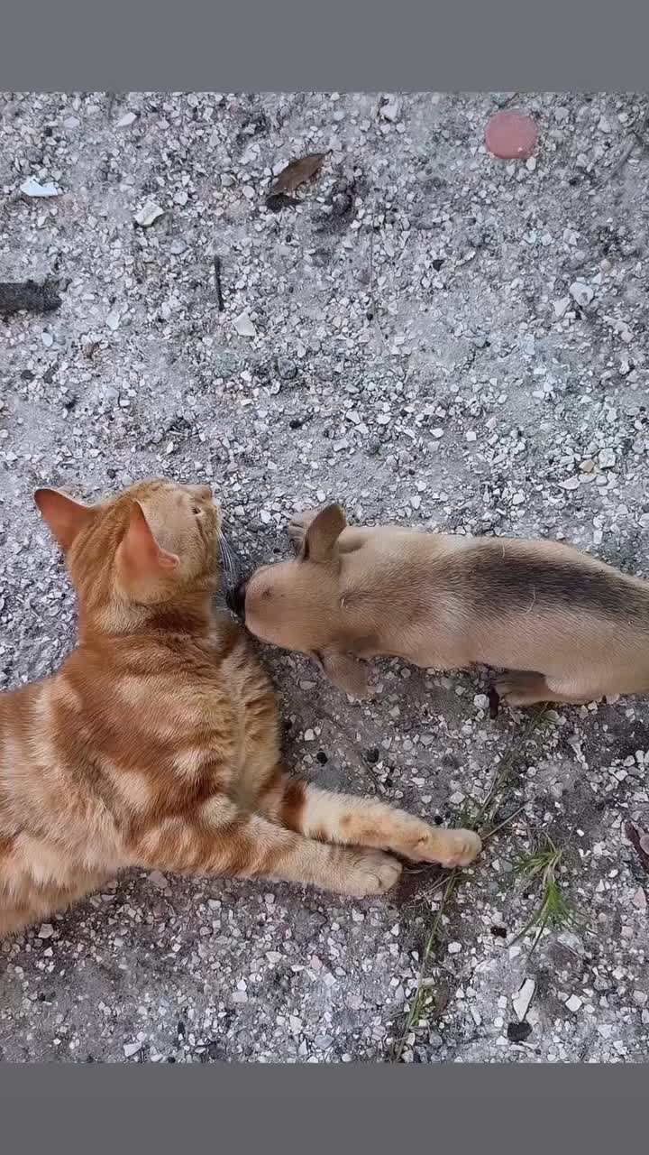 @La guacha de Guerrero 🇲🇽