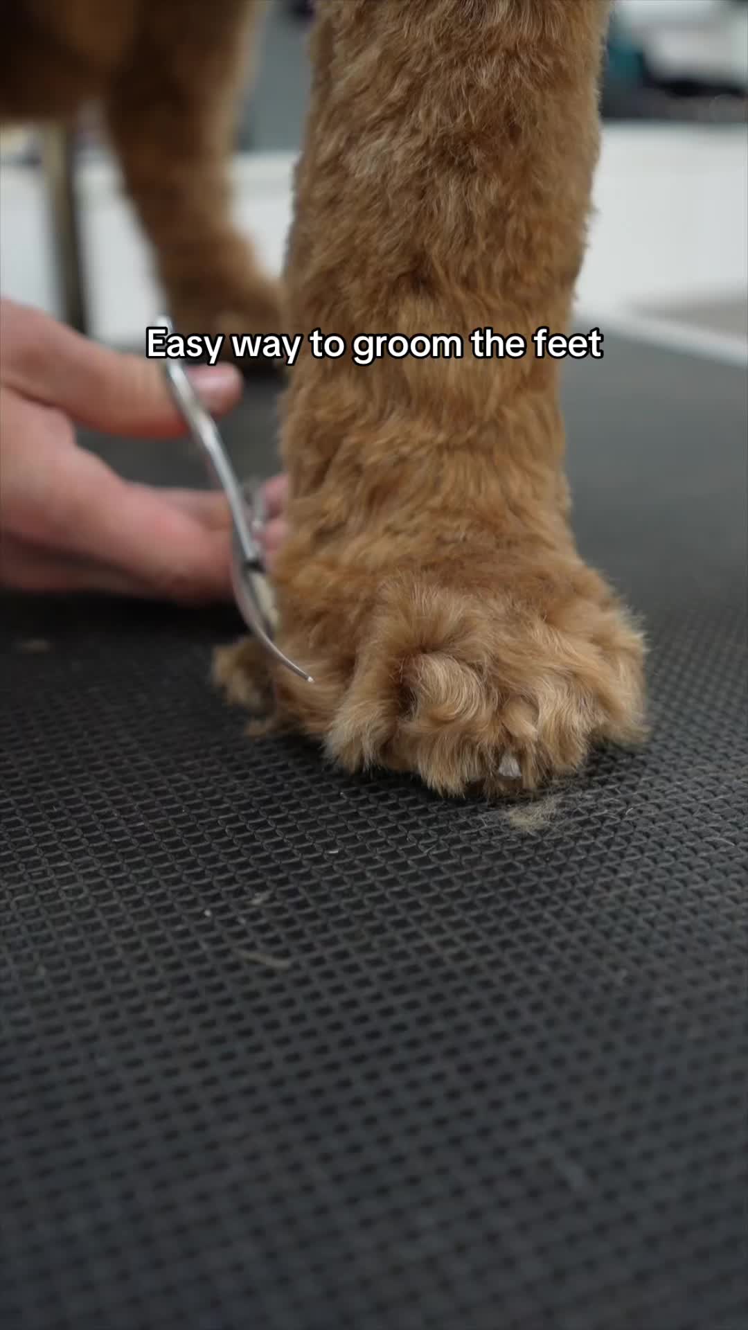 @NorCal Grooming Academy