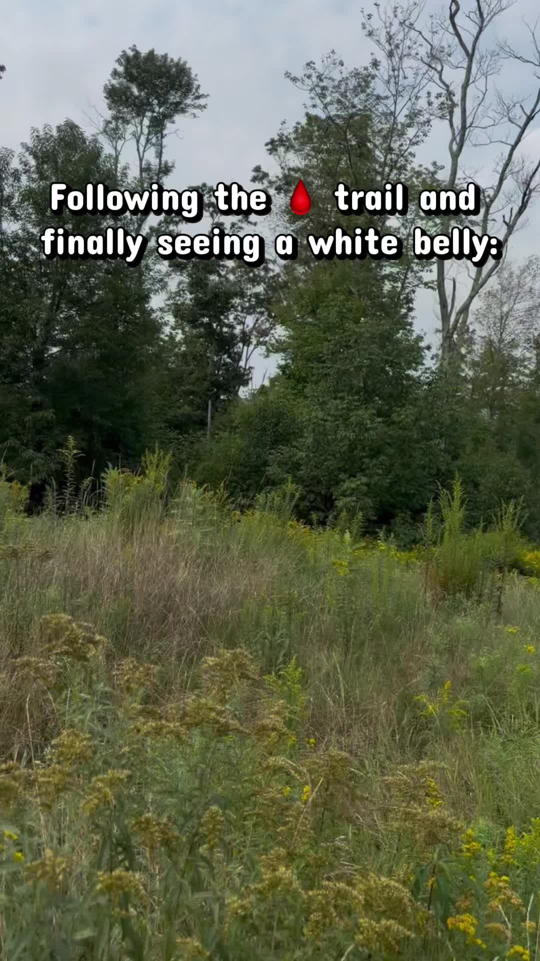 @Lilwolf