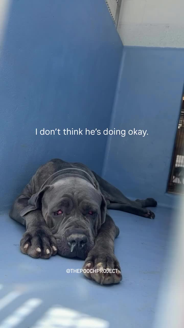 @Cane Corsos