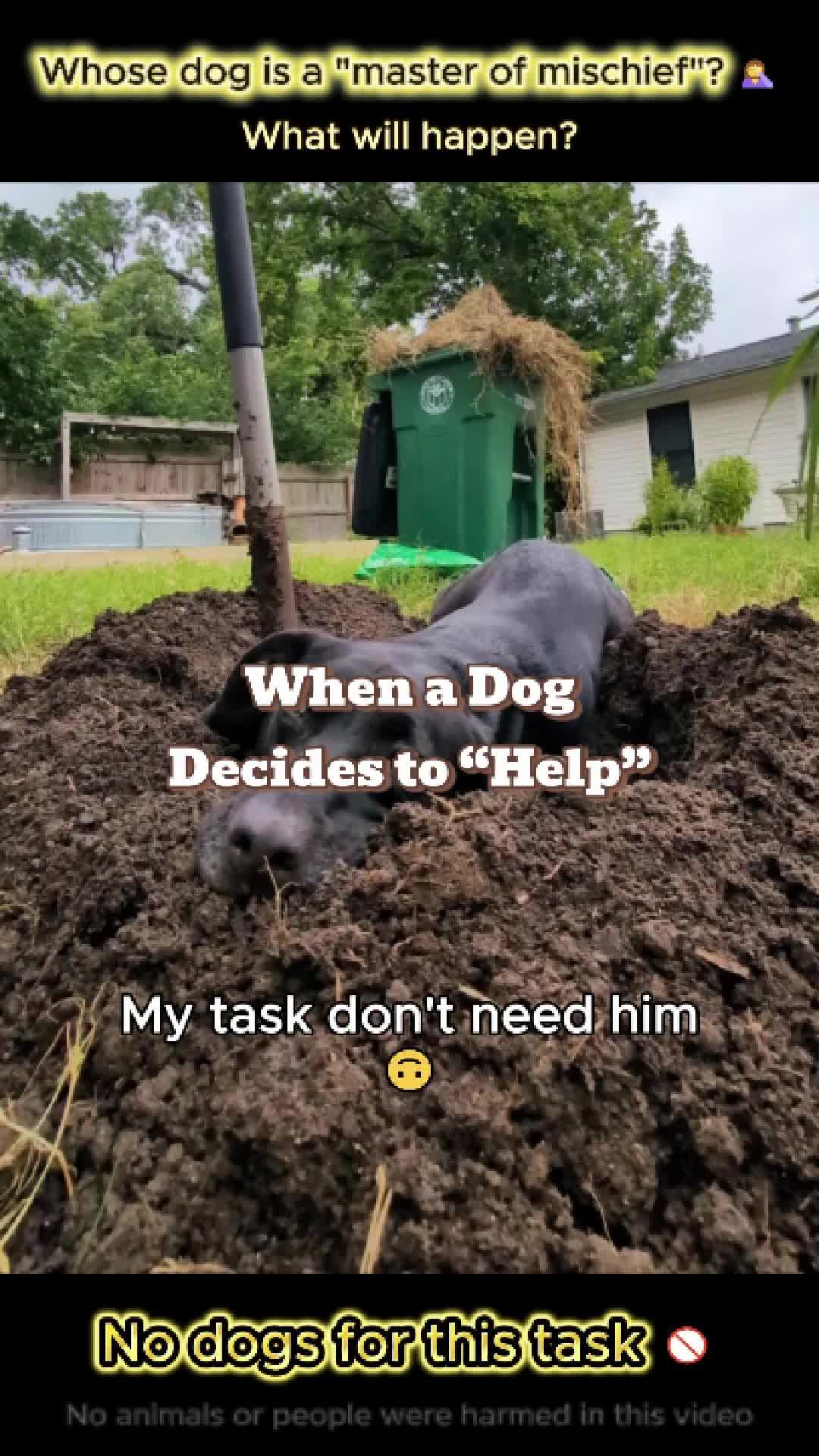 @pet.funny799