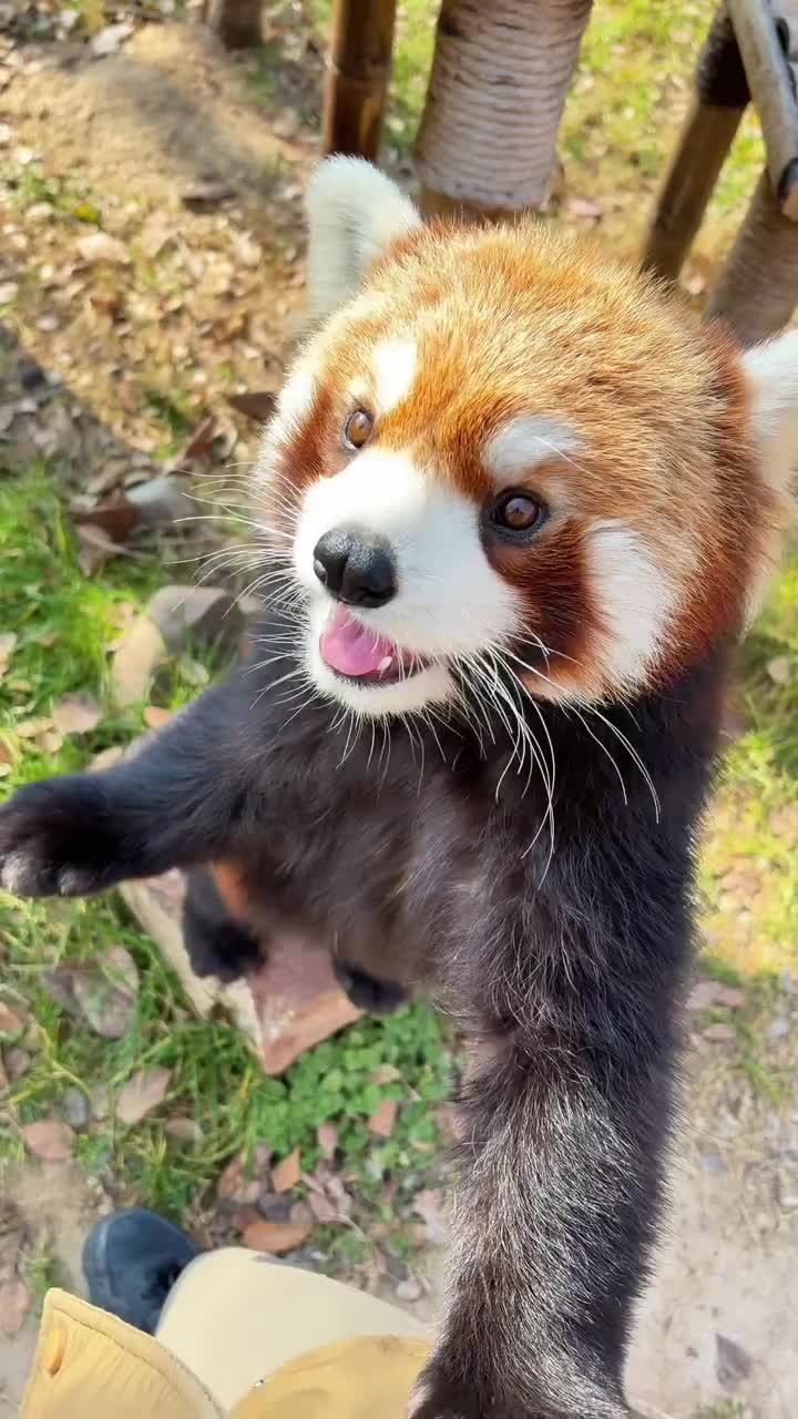 @littlepanda6487