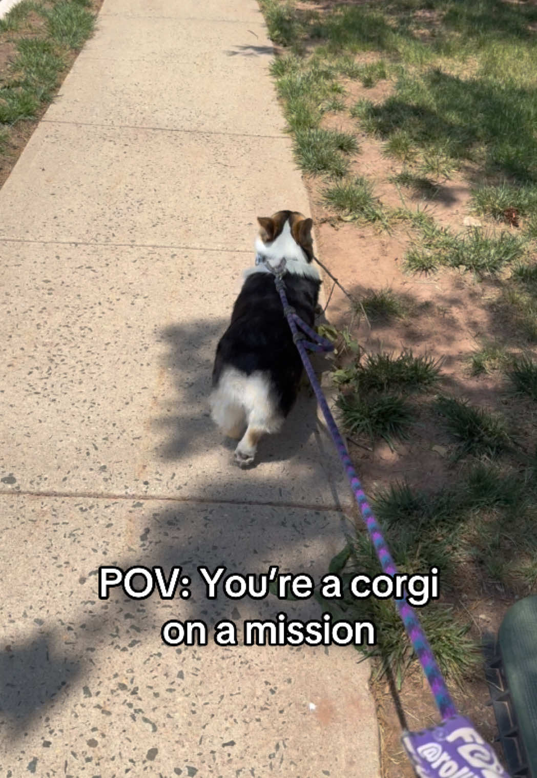 @Cannoli the Corgi