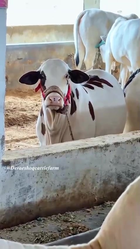 @S.A.(میمن)