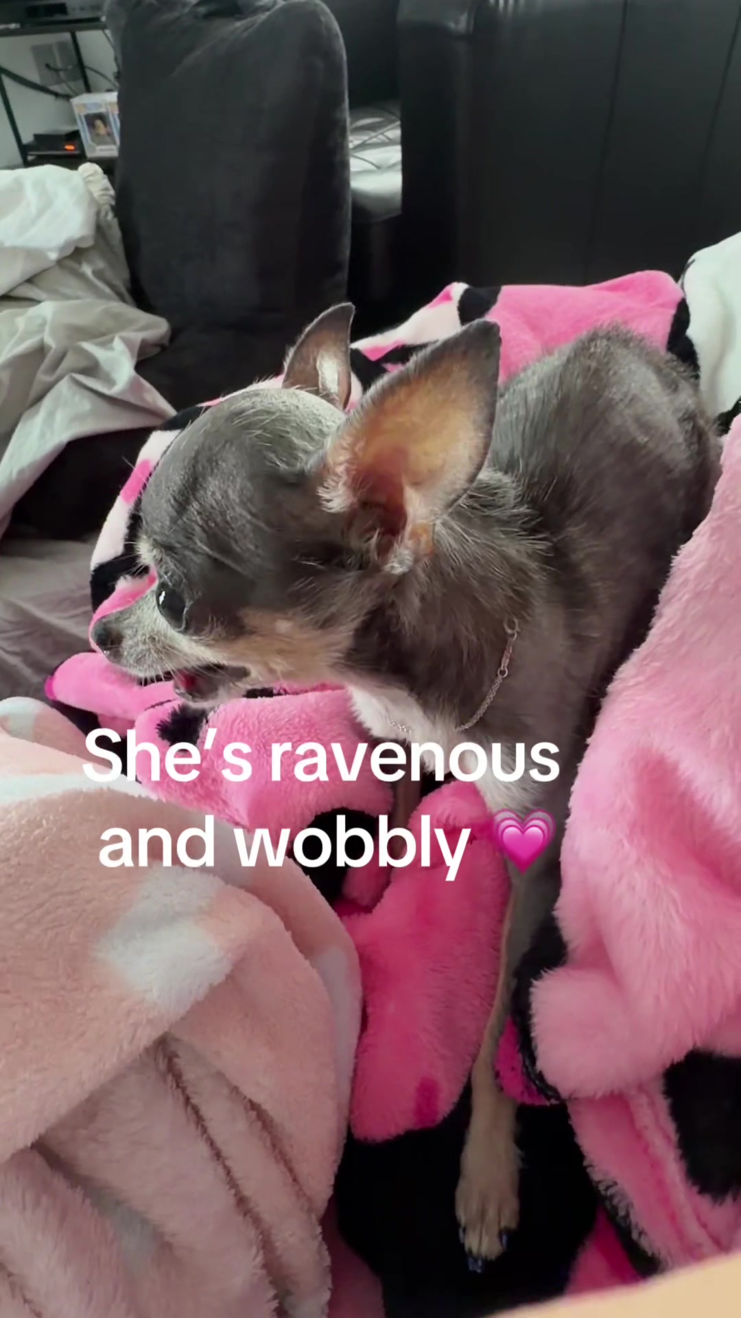 @Tinytiffytheteacupchihuahua