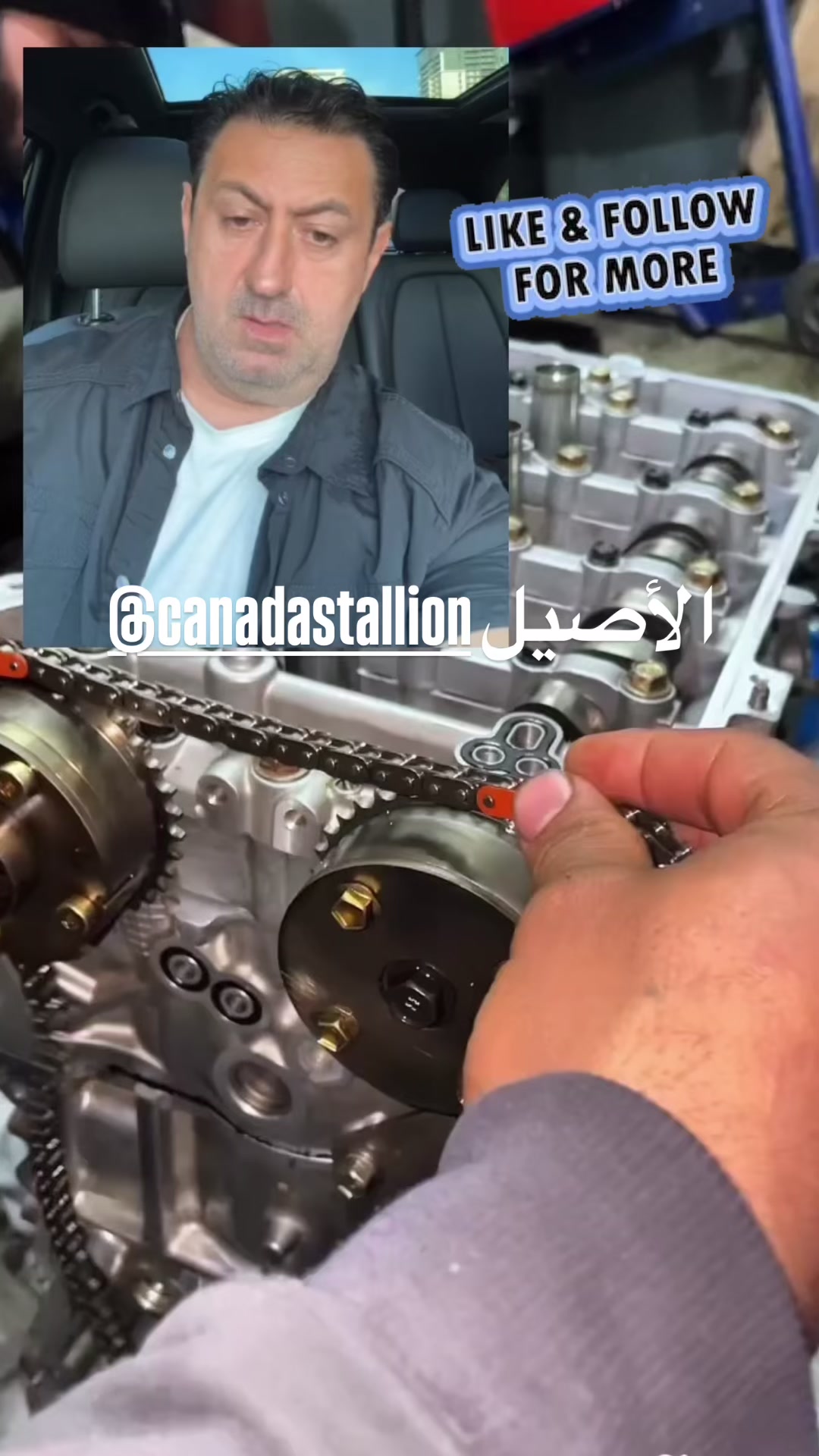 @Canadastallion 🇨🇦 الأصيل