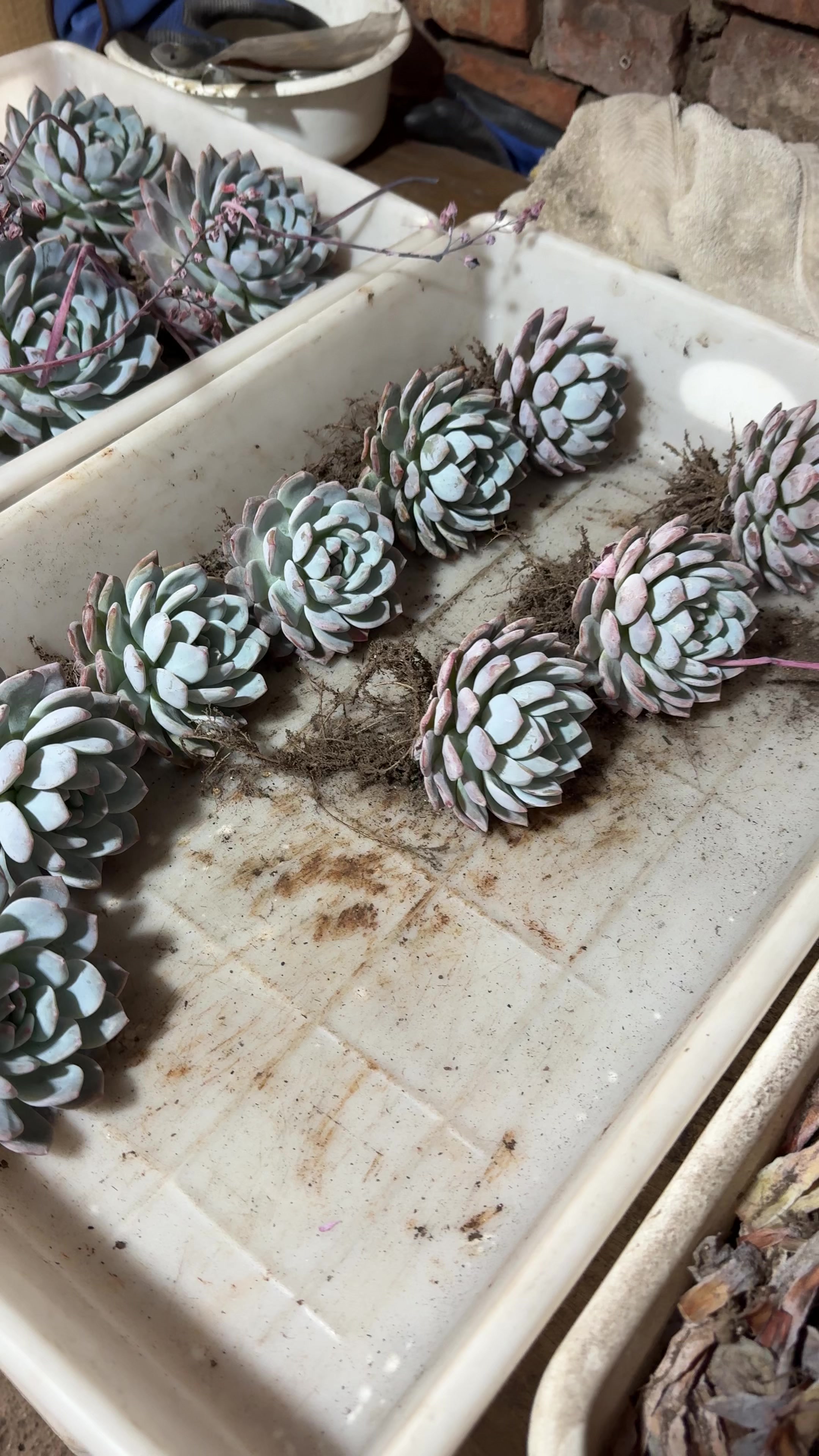 @VandoeFabi