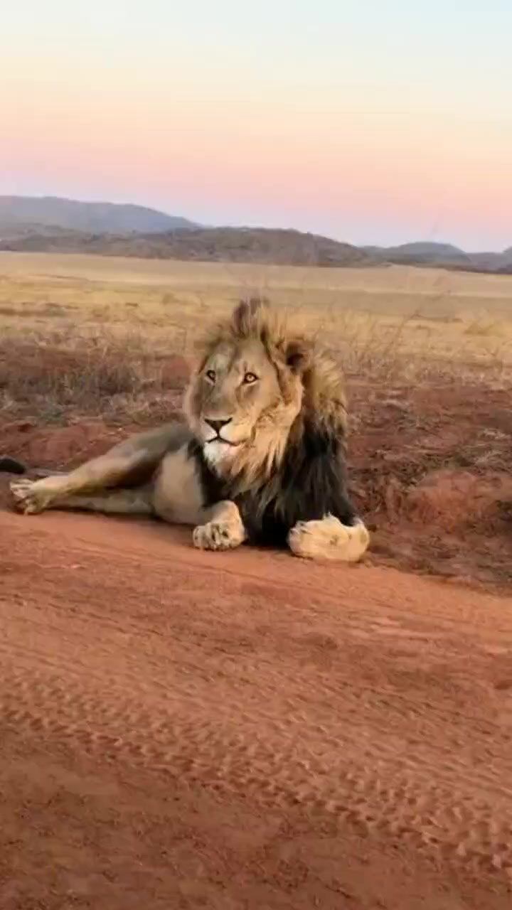 @LION MOTIVATION 🇨🇩🇨🇩🇨🇩