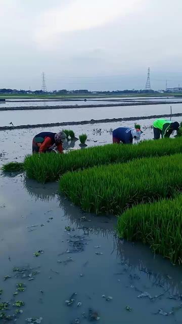 @KANG BERUN GEMOY