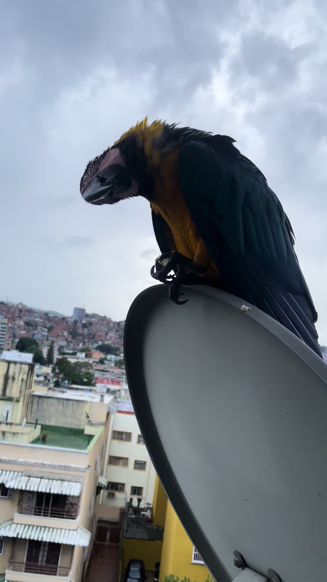@Daypiercing