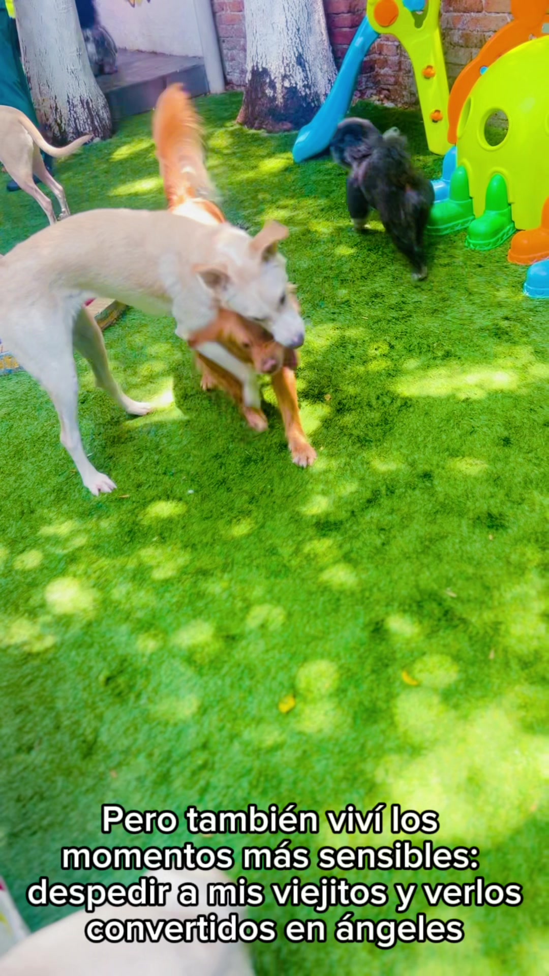 @We Dog You