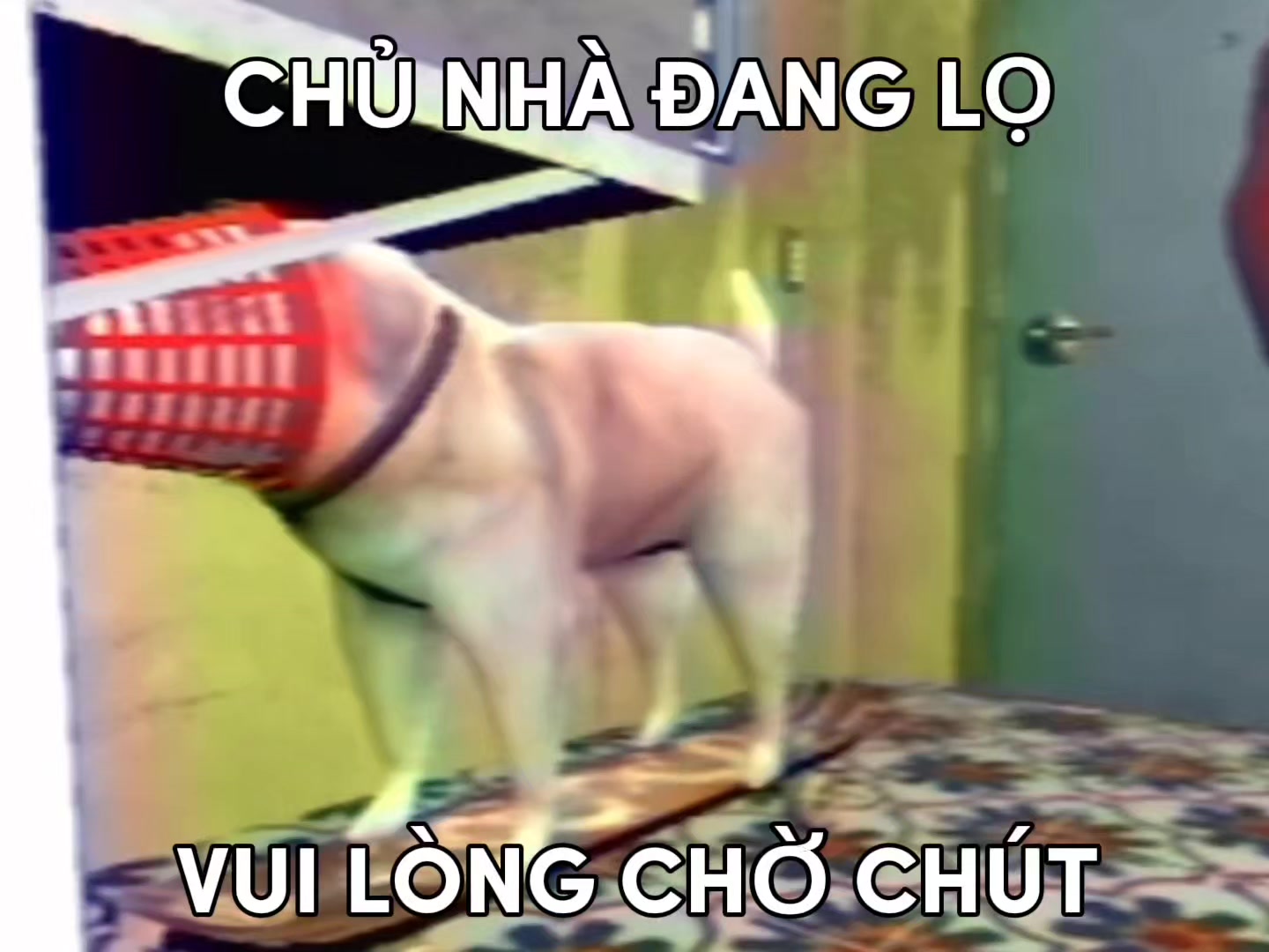 @M&egrave;o B&eacute;o Tu Ti&ecirc;n