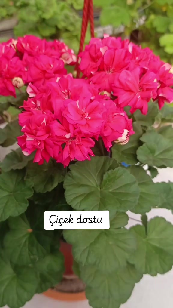 @💧&Ccedil;i&ccedil;ek dostu 🇹🇷💧