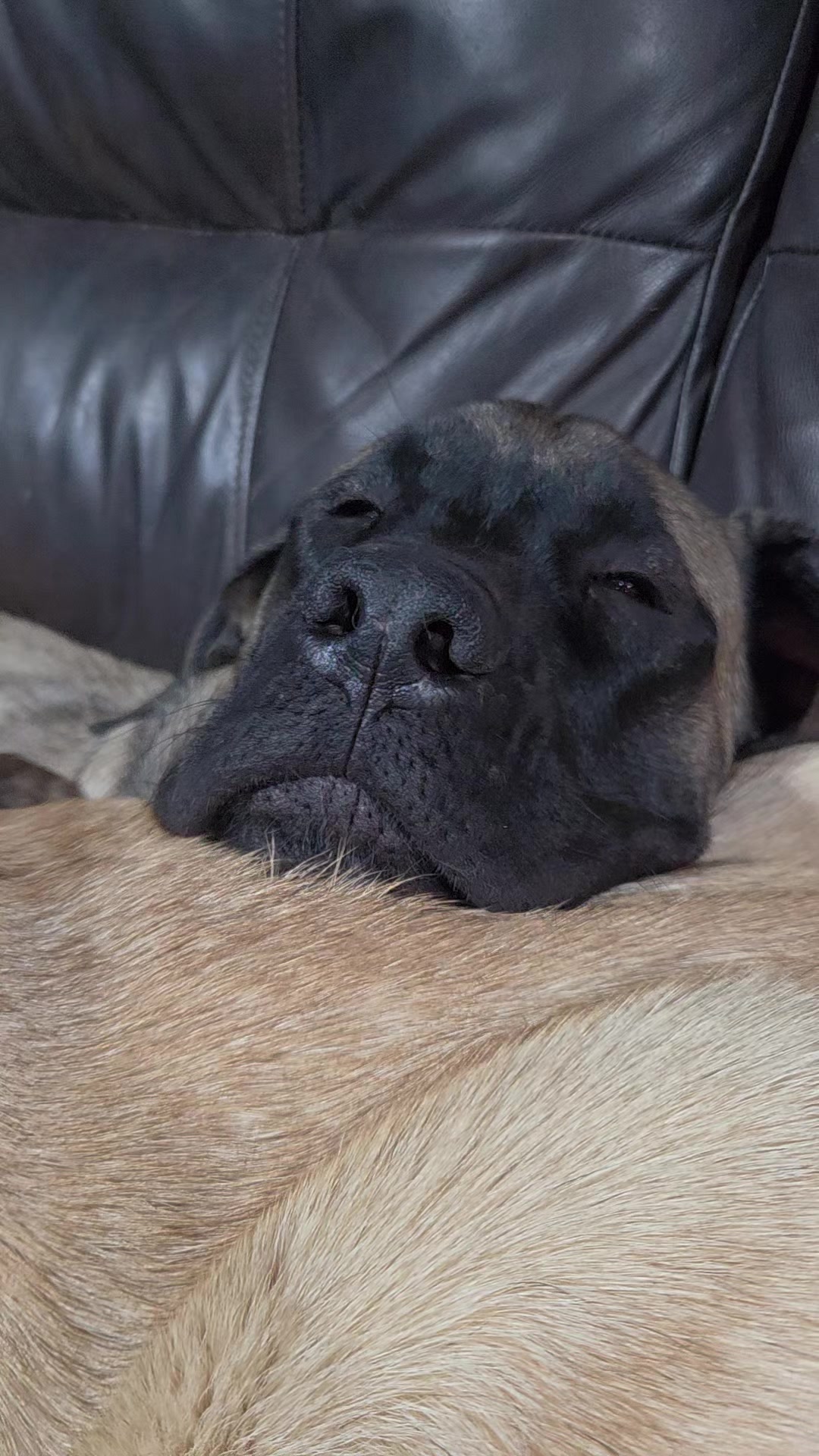 @Maple Mastiffs