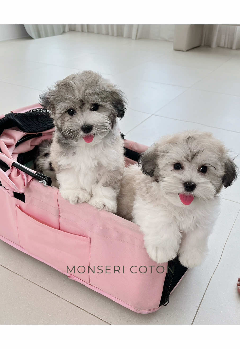 @Monseri Puppy