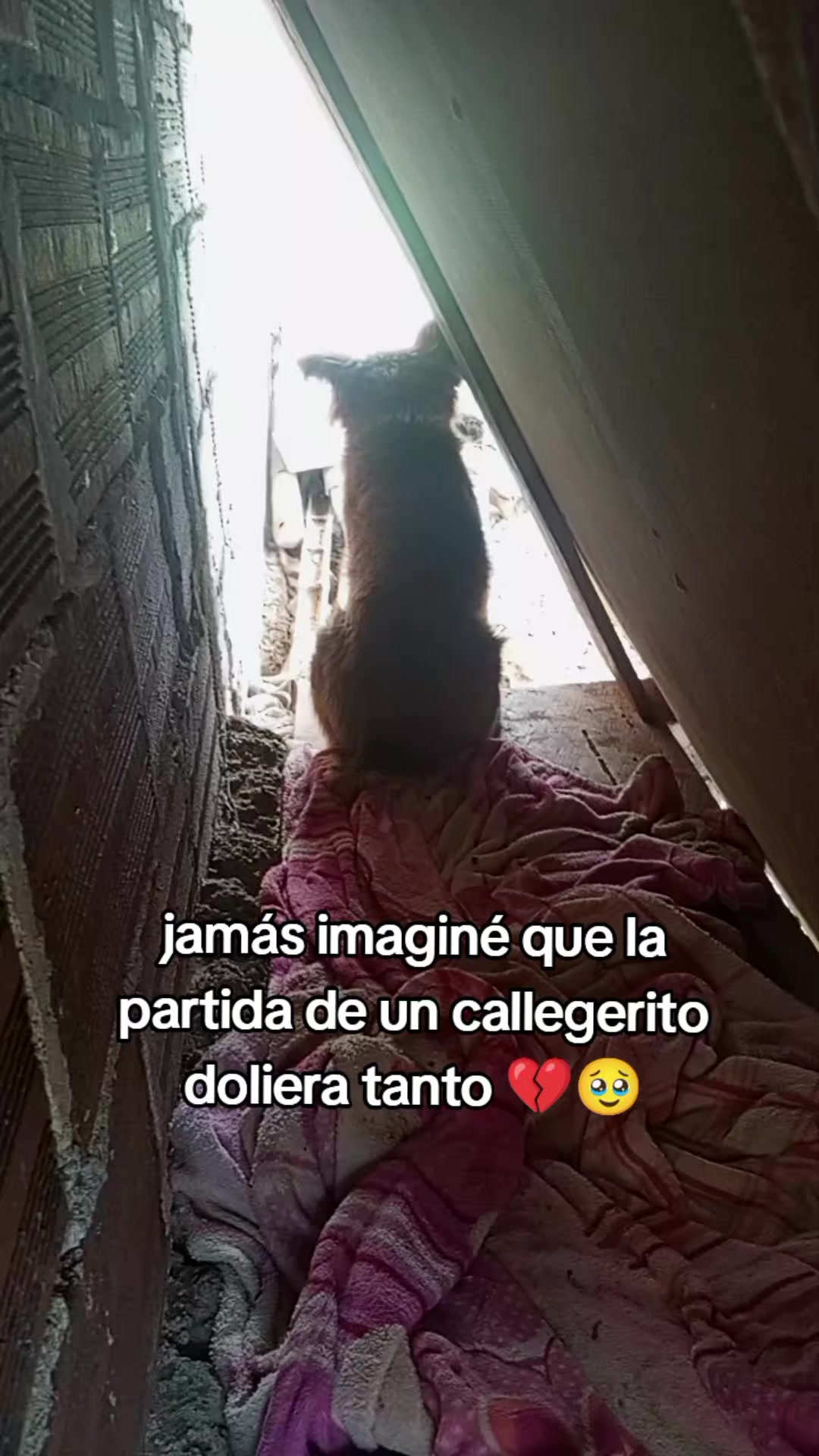@ALFYULE