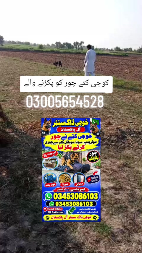 @khoji dog contact number
