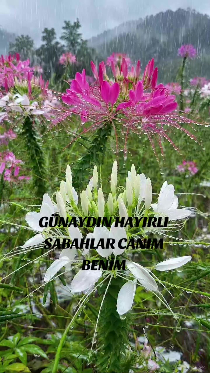 @Hasan Yılmaz